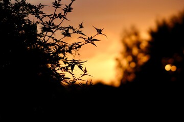 Silhouette of delicate foliage against a glowing orange sunset sky. Soft focus background adds warmth and depth, evoking a calm, peaceful, and romantic mood in nature’s golden hour.
