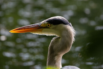 great blue heron