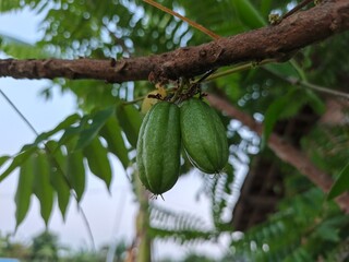 Sour fruit