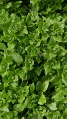 New Zealand spinach, closeup