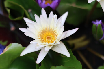 Stunning white lotus flower blooms gracefully amidst lush green leaves, showcasing its delicate...