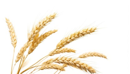 Close-up of a single wheat plant with two sets of wheat ears. Light brown wheat ears on a thin, straight stem. Harvest season, ripe grain, single plant, white background, isolated.