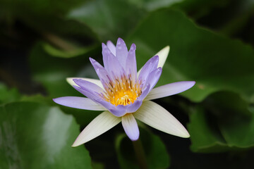 Stunning lotus flower blooms gracefully, showcasing delicate purple petals and vibrant yellow center, surrounded by lush green leaves, evoking sense of tranquility and beauty