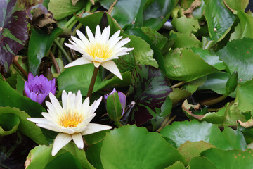 Beautiful lotus flowers bloom amidst lush green leaves, creating serene and tranquil atmosphere....