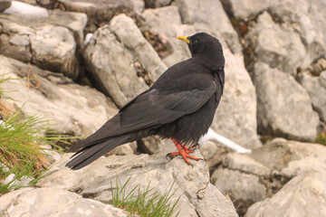 Alpendohle im Toten Gebirge