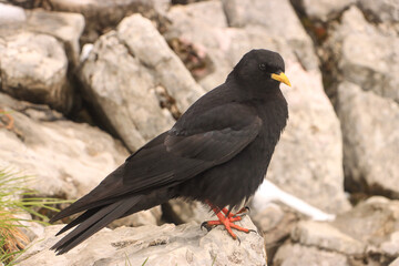 Alpendohle im Ausseerland