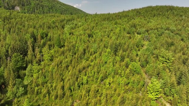 Green forest at the foot of Havran peak, Slovakia