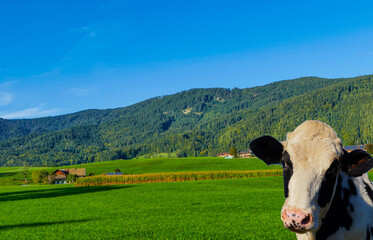 Collage Kuh in Alpenlandschaft