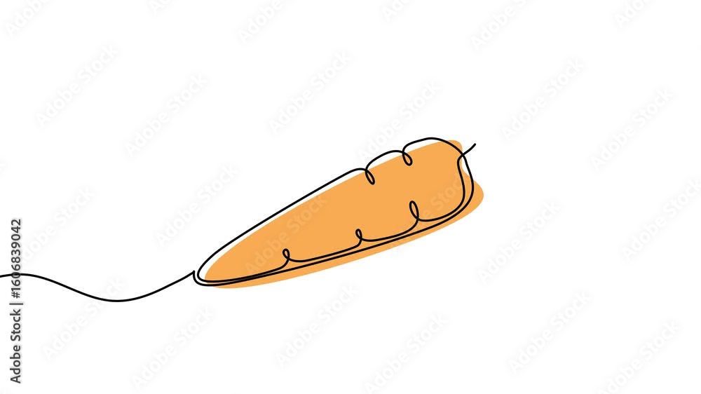 Poster animation of a single line drawing of a carrot. continuous contour movement of a carrot. continuous 