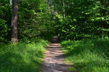 Obraz premium Forest Trail with Sunlight no people summer background