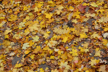 Autumn Leaves Covering the Ground autumn background