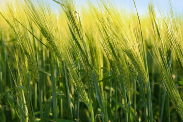 Many wheat spikes growing in field outdoors, closeup