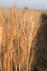 Fototapeta premium Golden wheat ears growing in field, closeup