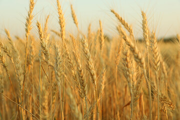 Golden wheat ears growing in field, closeup