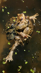 Common toads mating in a pond during the breeding season in spring. Bufo bufo, Touraine, Indre et Loire 37, région Centre Val de Loire, France, European Union, Europe