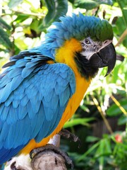 Fototapeta premium blue and yellow macaw ara
