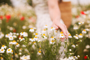 Woman touching chamomile flowers in wildflower meadow, closeup