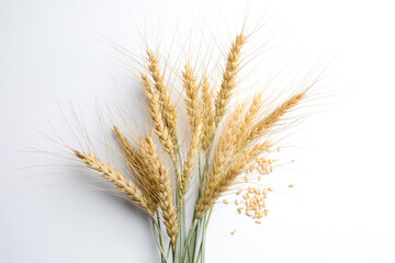 Wheat spikes and seeds on white background, flat lay