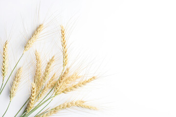 Wheat spikes on white background, flat lay. Space for text