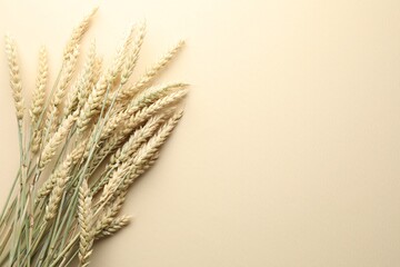 Many wheat spikes on beige background, flat lay. Space for text