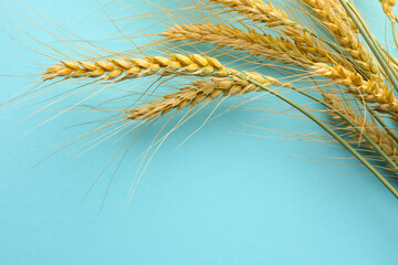 Many wheat spikes on turquoise background, closeup