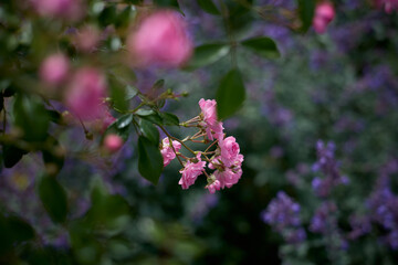 rosa Rose mit lila Katzenminze