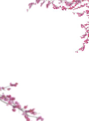 Branch png. Branches png. Frame of branch. Magnolia, apple tree, white flower, Cherry blossom spring summer tree. Space for text, transparent background, cutout © Daria