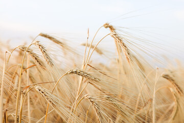 Golden wheat ears growing in field, closeup