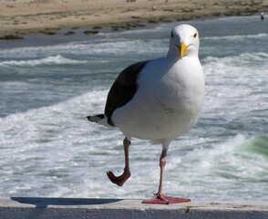 seagull on the beach