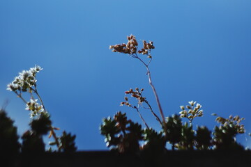 clear blue sky, wildflowers in bloom, minimalist nature, delicate blossoms, high contrast flora,...
