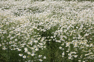Many beautiful chamomile flowers growing in field