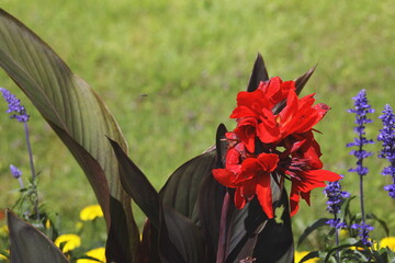 red canna lily, green lawn, summer garden, vibrant flowers, natural beauty, eco-friendly, relaxation, wellness, colorful flora, nature therapy, outdoor bloom, health and tranquility, vivid contrast