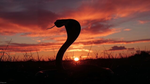 Displaying cobra snake silhouette raising hood against vivid sunset sky in field with backlit grass - Powered by Adobe