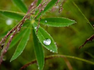 Water droplets on green leaves after rain