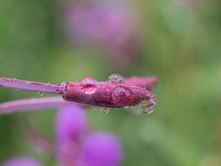 Macro shot of water drops on purple fiereweed bud