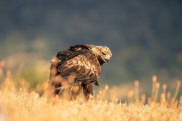 Golden eagle (Aquila chrysaetos) photographed in Spain
