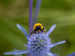 Bumblebee feeding on blue sea holly flower