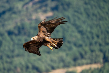 Golden eagle (Aquila chrysaetos) photographed in Spain