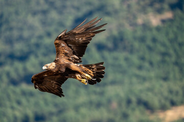 Obraz premium Golden eagle (Aquila chrysaetos) photographed in Spain
