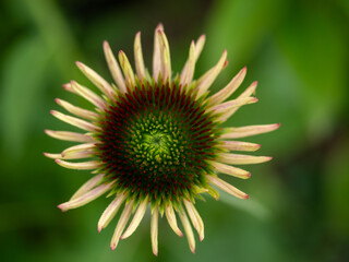 Close-up of green Echinacea flower bud