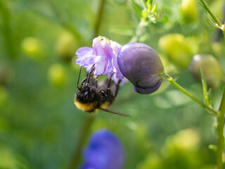 Bee feeding on purple flower bud
