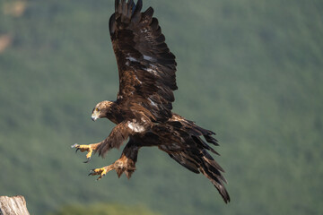 Golden eagle (Aquila chrysaetos) photographed in Spain