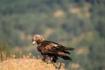Golden eagle (Aquila chrysaetos) photographed in Spain