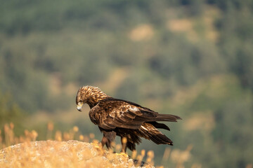 Golden eagle (Aquila chrysaetos) photographed in Spain