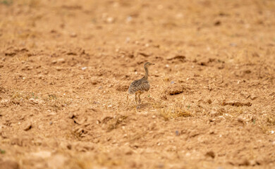 Common Sison (Tetrax tetrax) photographed in Spain