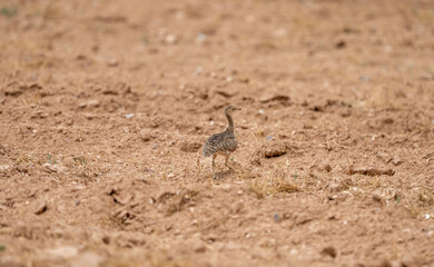 Common Sison (Tetrax tetrax) photographed in Spain