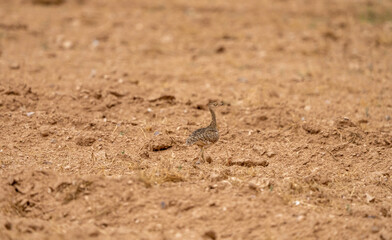 Common Sison (Tetrax tetrax) photographed in Spain