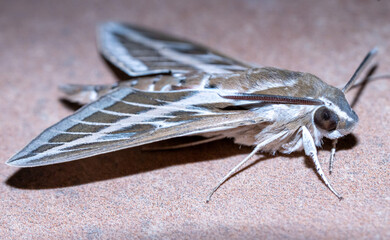 Striped Sphinx (Hyles livornica) photographed in Spain