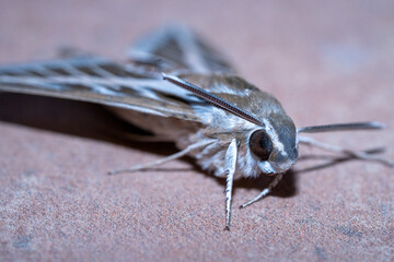 Striped Sphinx (Hyles livornica) photographed in Spain