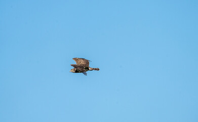 Short-toed eagle (Circaetus gallicus) photographed in Spain